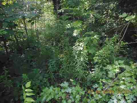 17151 Anglin (5)_m.jpg